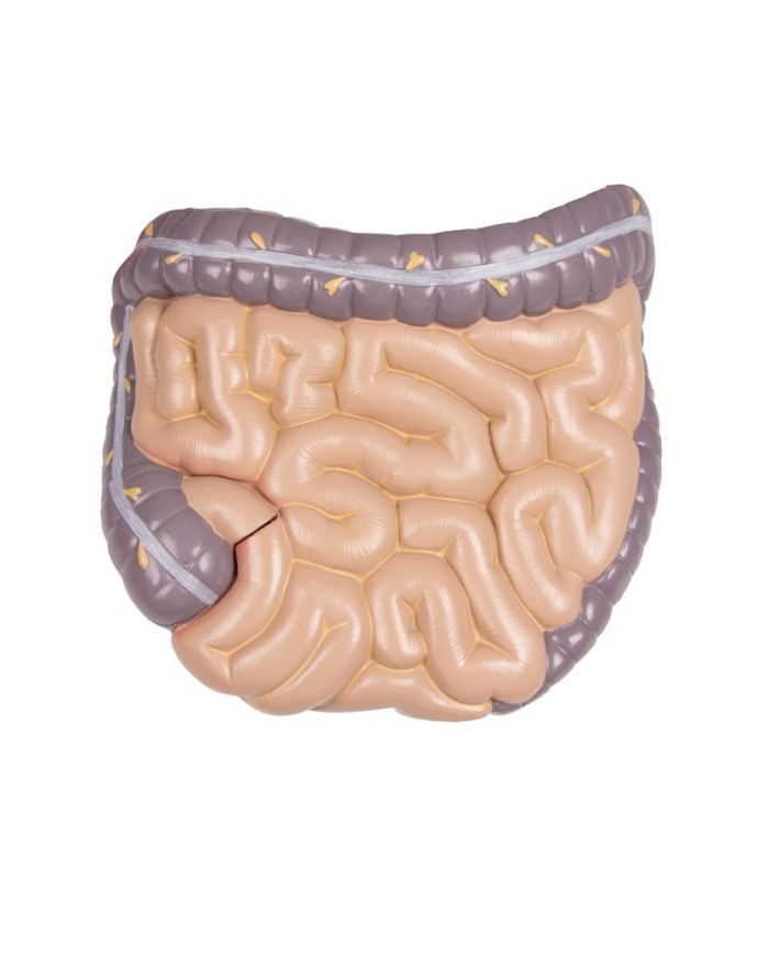 Modello di torso umano bisessuato con schienale aperto in 27 parti