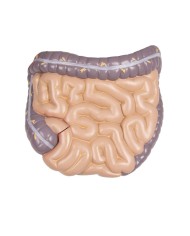 Modello di torso umano bisessuato con schienale aperto in 27 parti