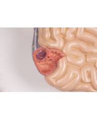 Modello di torso umano bisessuato con schienale aperto in 27 parti