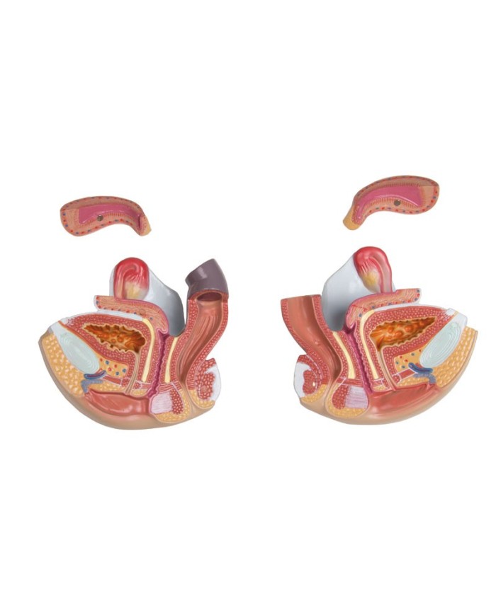 Modello di torso umano bisessuato con schienale aperto in 27 parti