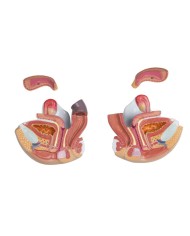 Modello di torso umano bisessuato con schienale aperto in 27 parti