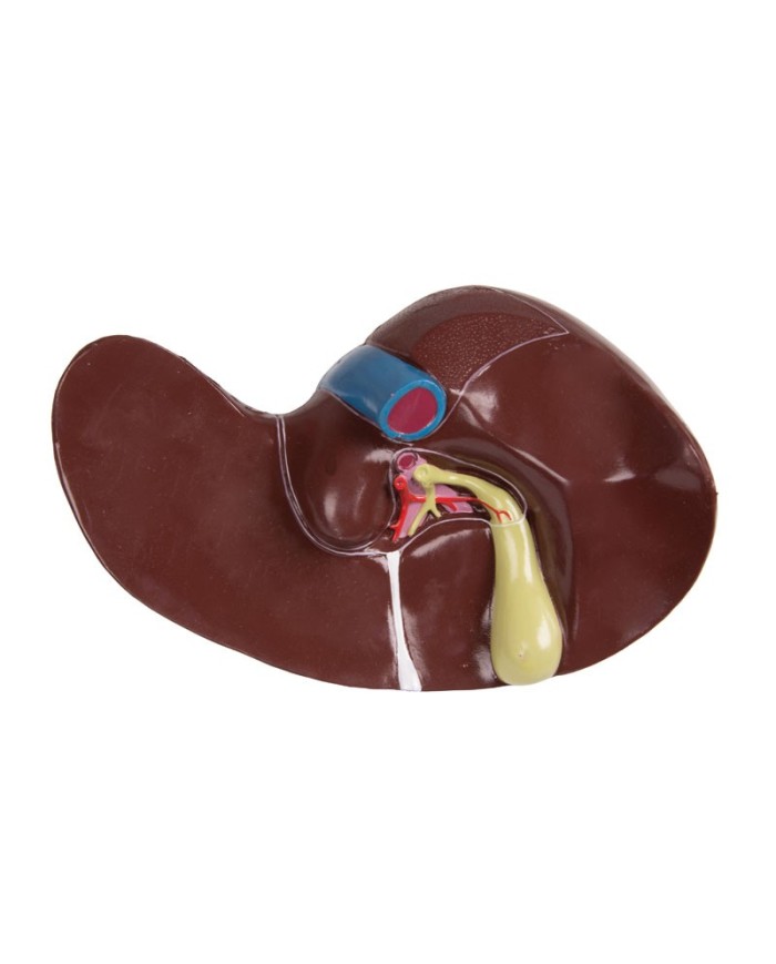 Modello di torso umano bisessuato con schienale aperto in 27 parti