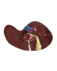 Modello di torso umano bisessuato con schienale aperto in 27 parti