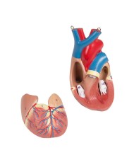 Modello di torso umano bisessuato con schienale aperto in 27 parti