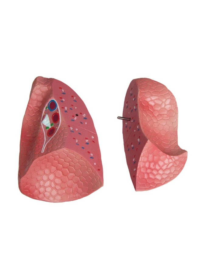 Modello di torso umano bisessuato con schienale aperto in 27 parti