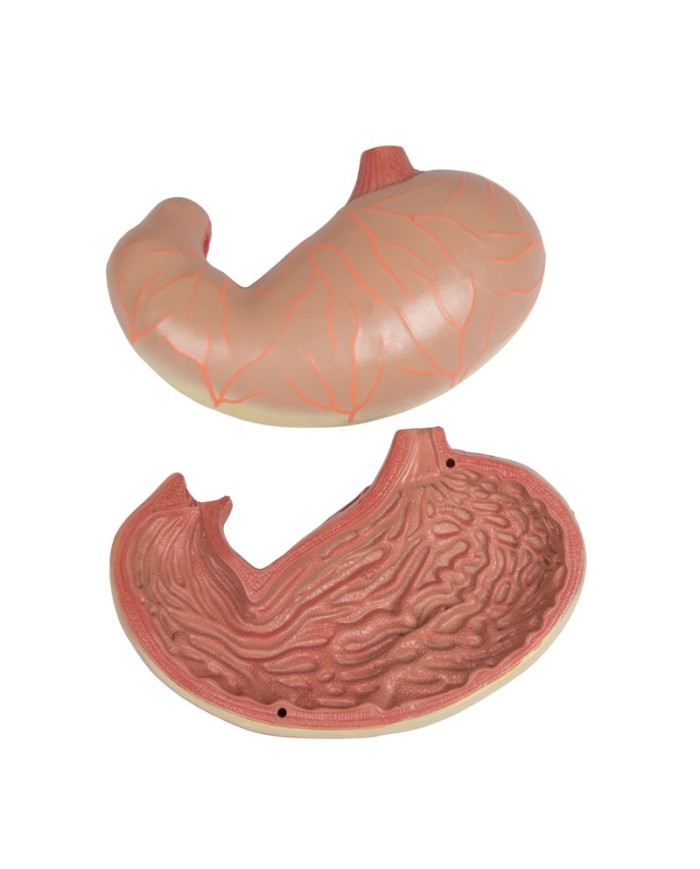 Modello di torso umano bisessuato con schienale aperto in 27 parti