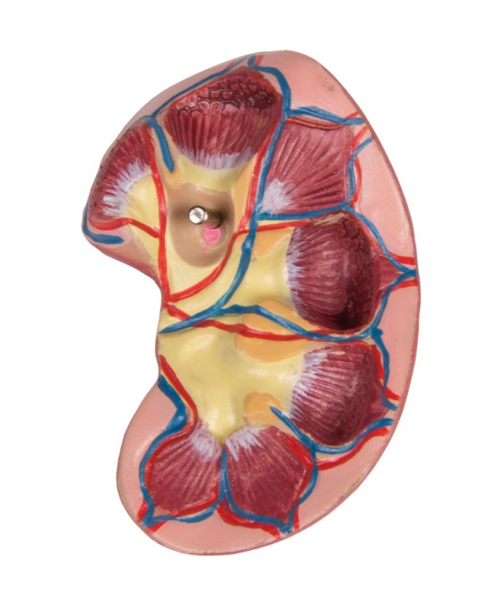 Modello di torso umano bisessuato con schienale aperto in 27 parti