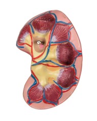 Modello di torso umano bisessuato con schienale aperto in 27 parti