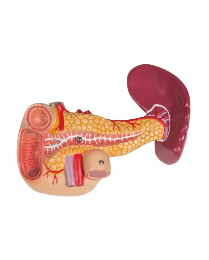 Modello di torso umano bisessuato con schienale aperto in 27 parti