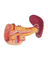 Modello di torso umano bisessuato con schienale aperto in 27 parti