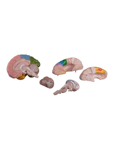 Erler Zimmer, modello anatomico funzionale di cervello, scomponibile in 5 parti C222