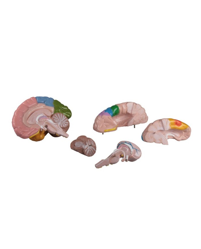 Erler Zimmer, modello anatomico funzionale di cervello, scomponibile in 5 parti C222