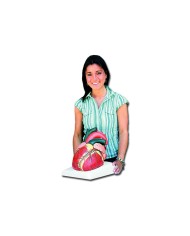 Cuore, modello scomponibile in 4 parti ingrandito 3 volte GM40072