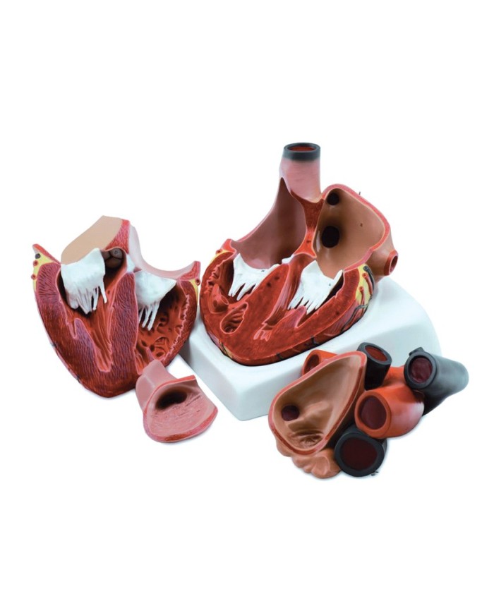 Cuore, modello scomponibile in 4 parti ingrandito 3 volte GM40072