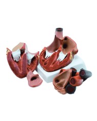 Cuore, modello scomponibile in 4 parti ingrandito 3 volte GM40072