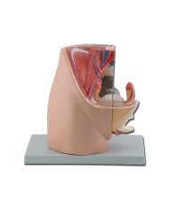 Modello di apparato genitale femminile, scomponibile in 2 parti. GM40100