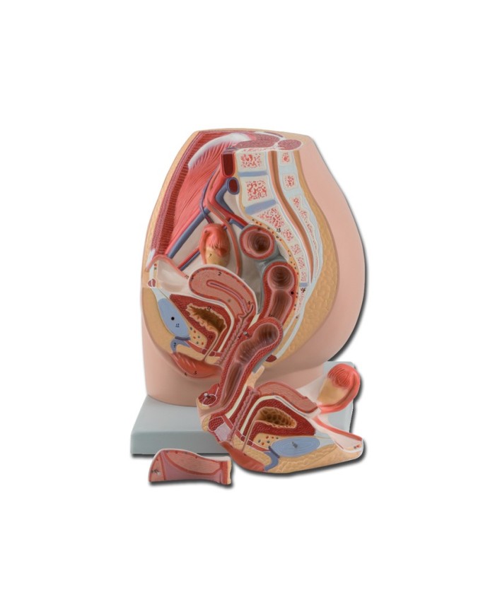 Modello di apparato genitale femminile, scomponibile in 2 parti. GM40100