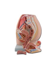 Modello di apparato genitale femminile, scomponibile in 2 parti. GM40100