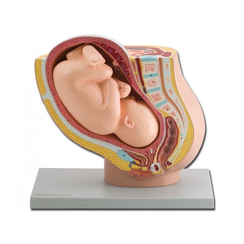 Modello di apparato genitale femminile con feto a dimensioni naturali. GM40110