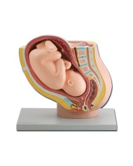 Modello di apparato genitale femminile con feto a dimensioni naturali. GM40110