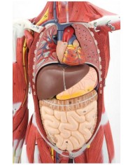 Modello di corpo umano intero con muscolatura in 30 parti. GM40019