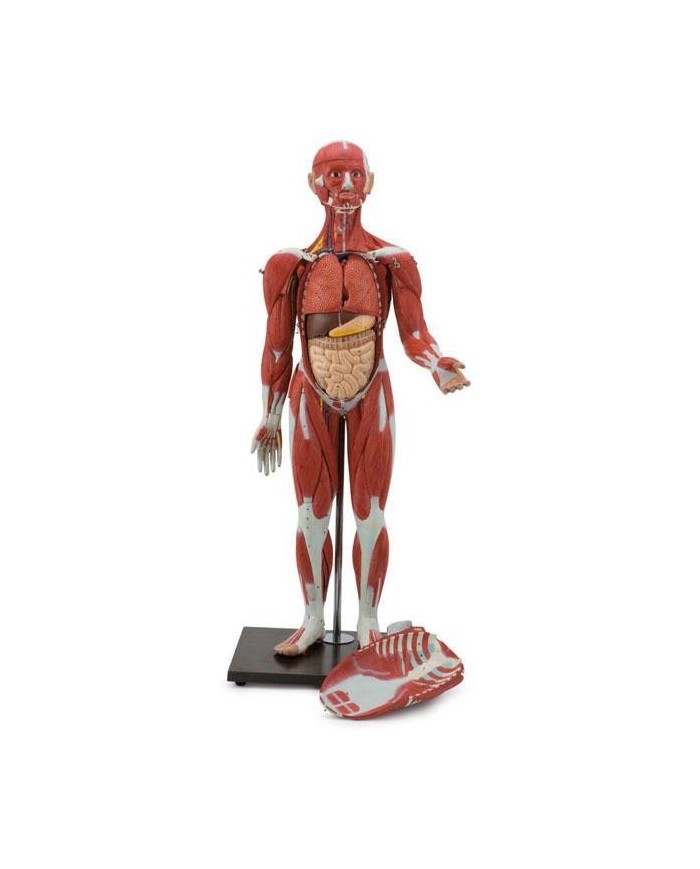 Modello di corpo umano intero con muscolatura in 30 parti. GM40019