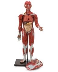 Modello di corpo umano intero con muscolatura in 30 parti. GM40019