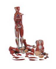 Modello di corpo umano intero con muscolatura in 30 parti. GM40019