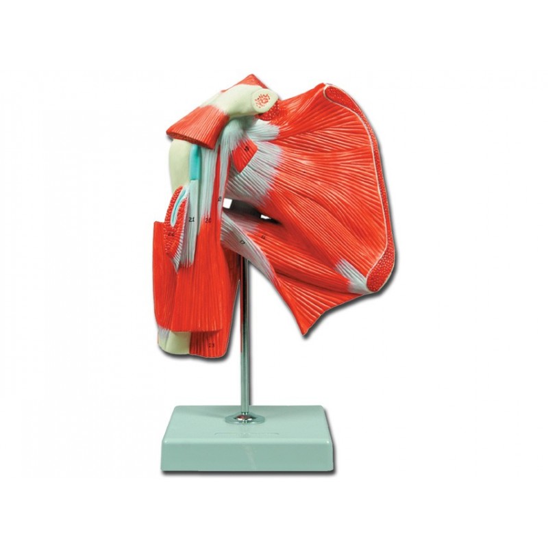 Modello di muscolatura dell'articolazione della spalla GM40016