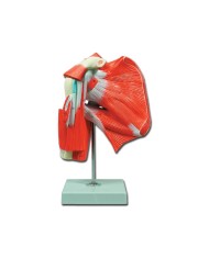 Modello di muscolatura dell'articolazione della spalla GM40016