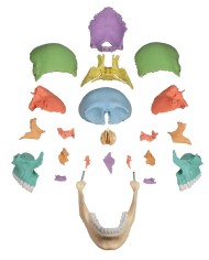 Cranio didattico Erler Zimmer scomponibile in 22 parti colorato 4708 Cranio didattico Erler Zimmer scomponibile in 22 parti colorato 4708