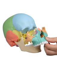 Cranio didattico Erler Zimmer scomponibile in 22 parti colorato 4708 Cranio didattico Erler Zimmer scomponibile in 22 parti colorato 4708