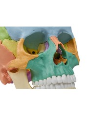 Cranio didattico Erler Zimmer scomponibile in 22 parti colorato 4708 Cranio didattico Erler Zimmer scomponibile in 22 parti colorato 4708
