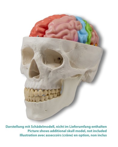 Erler Zimmer modello funzionale e regioni del cervello in 5 parti C922