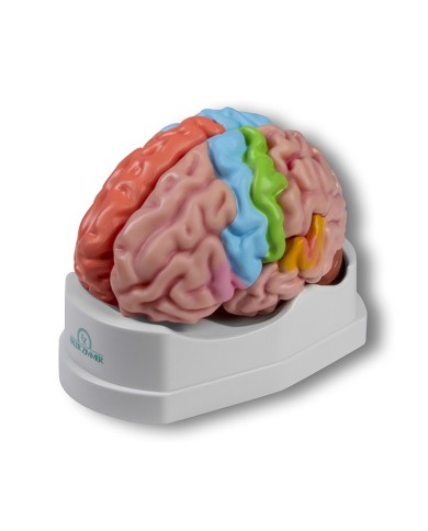 Erler Zimmer, modello funzionale e regioni dl cervello, in 5 parti C922