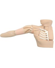 Simulatore per l'addestramento PICC - guidato a ultrasuoni R16014