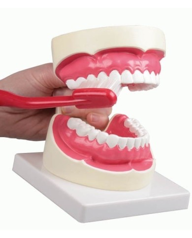 Erler Zimmer, modello anatomico per spiegare la corretta igiene orale D217