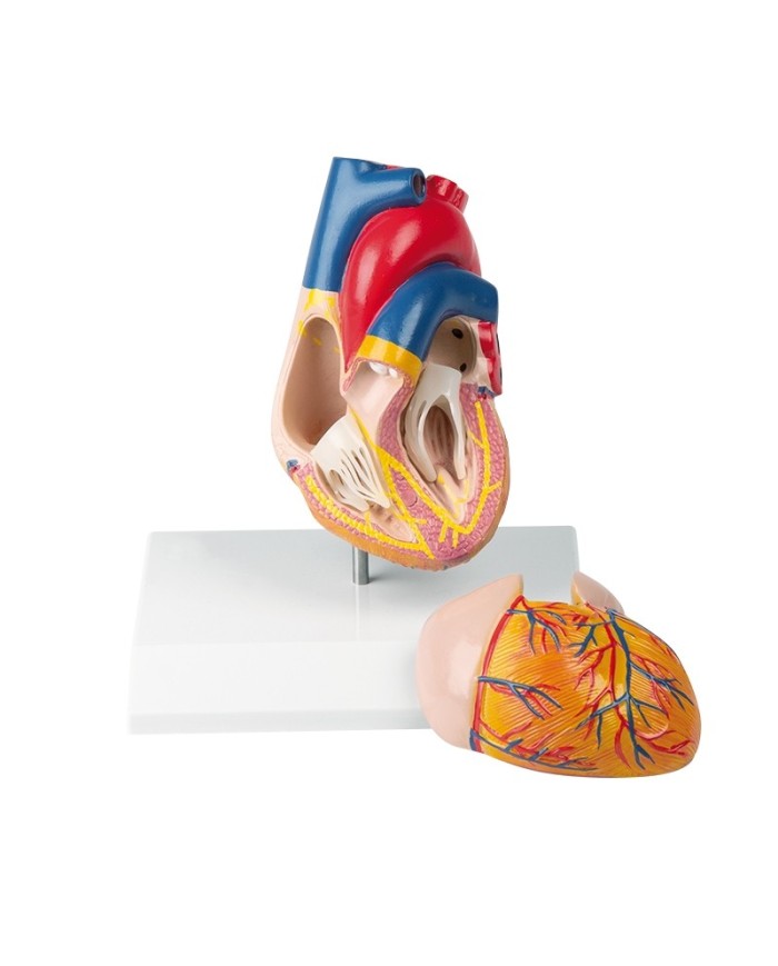 Modello anatomico di cuore con sistema di conduzione in 2 parti G207 Modello anatomico di cuore con sistema di conduzione in 2 parti G207