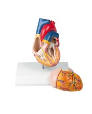 Modello anatomico di cuore con sistema di conduzione in 2 parti G207 Modello anatomico di cuore con sistema di conduzione in 2 parti G207