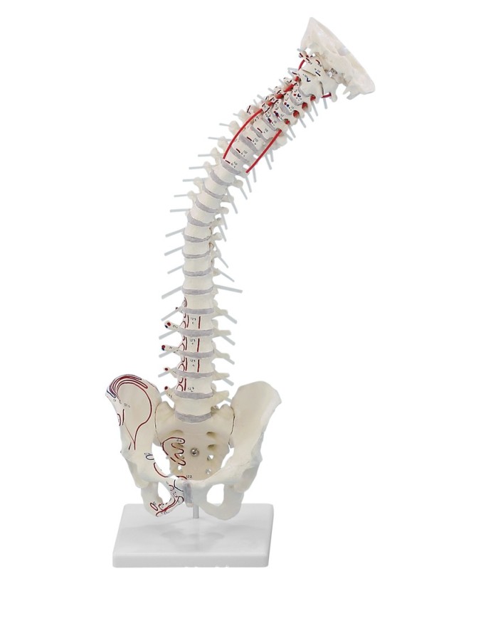 Erler Zimmer, modello di colonna vertebrale di alta qualità 4011/1