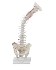 Erler Zimmer, modello di colonna vertebrale di alta qualità 4011/1