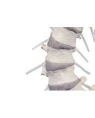 Erler Zimmer, modello di colonna vertebrale di alta qualità 4011/1