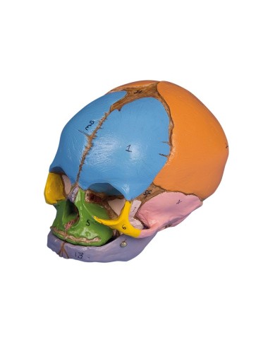 Erler Zimmer modello anatomico di cranio di feto colorato 38 settimane 4