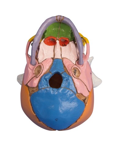 Erler Zimmer modello anatomico di cranio di feto colorato 38 settimane 4