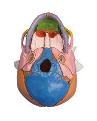 Erler Zimmer modello anatomico di cranio di feto colorato 38 settimane 4