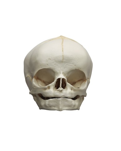 Modello anatomico di cranio di feto bianco di 40 settimane Erler Zimmer 4745