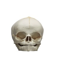 Modello anatomico di cranio di feto bianco di 40 settimane Erler Zimmer 4745