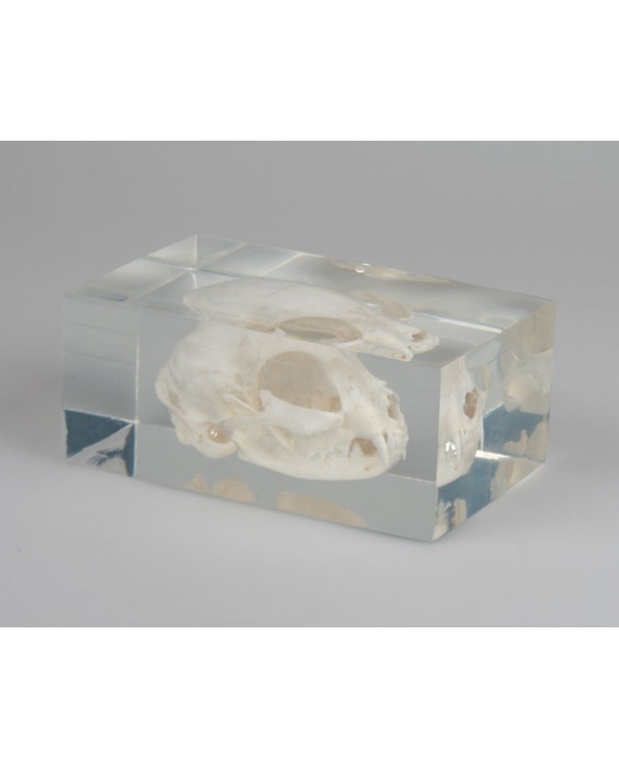 Cranio di Gatto inglobato in plexiglas, reale - Erler Zimmer VET3091