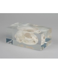 Cranio di Gatto inglobato in plexiglas, reale - Erler Zimmer VET3091