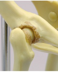 Scheletro del bacino di gatto a dimensioni naturali - Erler Zimmer VET9160